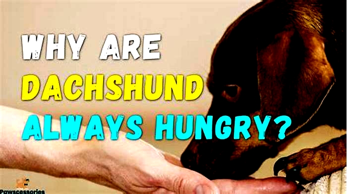 Why are Dachshunds always hungry?