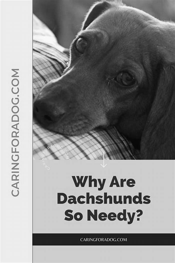 Why are Dachshunds so needy?