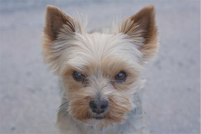 Why are Yorkies so bossy?