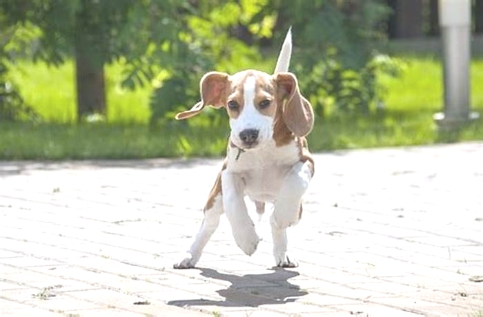 Why are beagles so hard to train