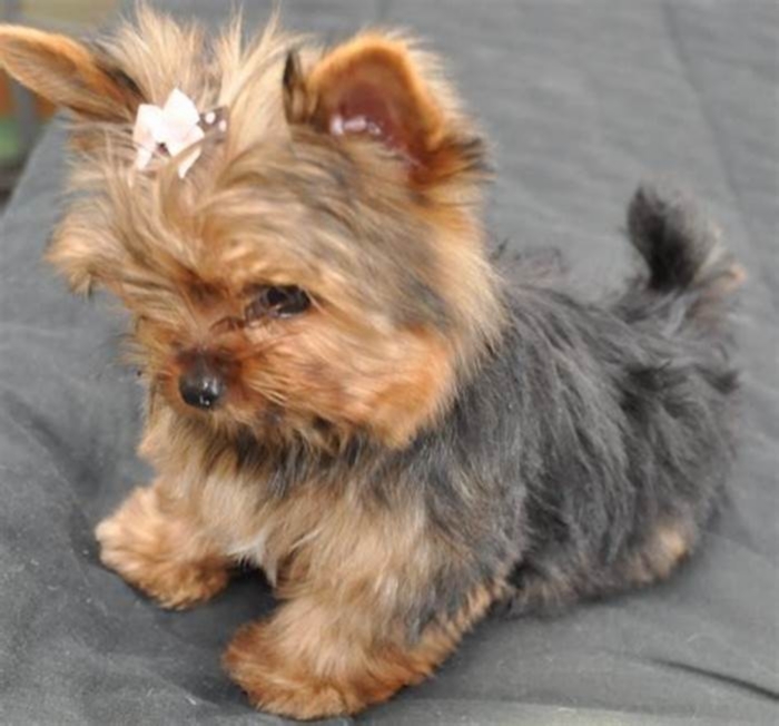 Why are teacup Yorkies so small