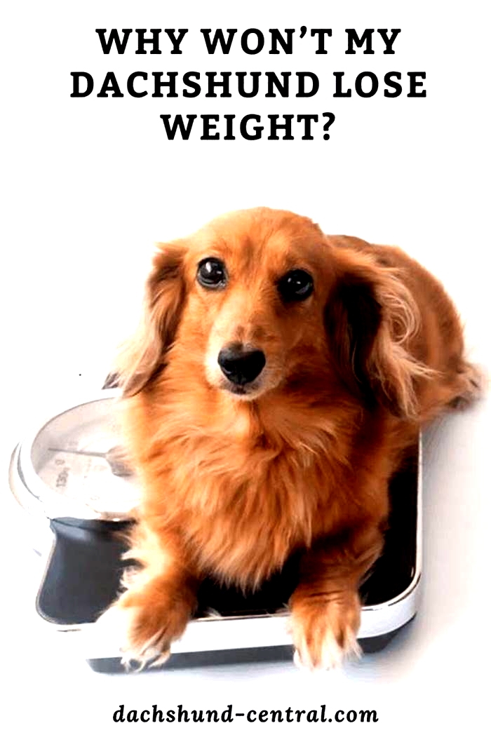 Why can t my dachshund lose weight