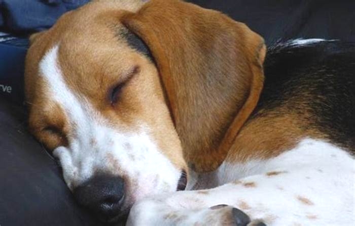 Why do Beagles like to sleep with you?