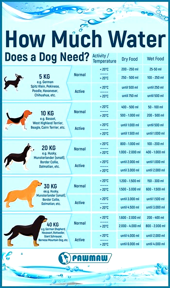 Why do Dachshunds drink so much water