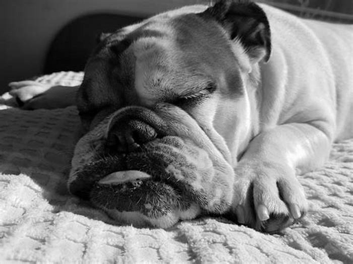 Why do English bulldogs not live long?