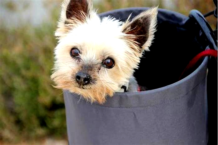 Why do Yorkies lick the air so much?