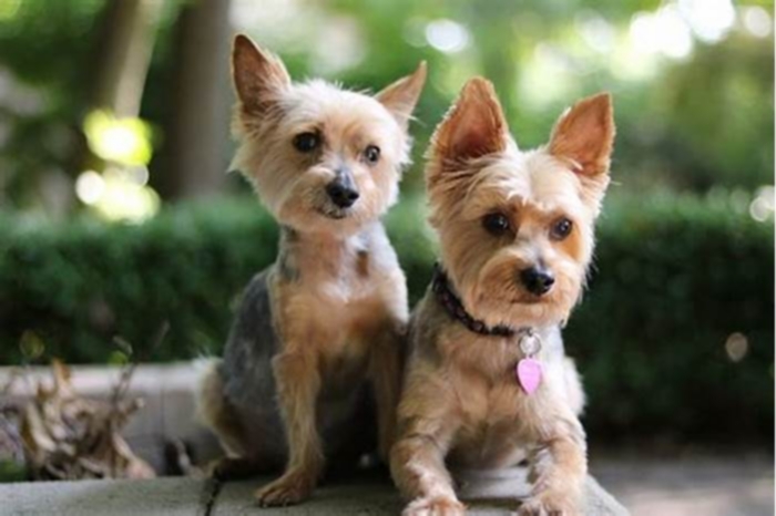 Why do Yorkies look so different?