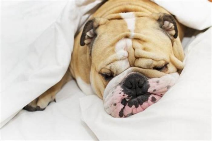 Why do bulldogs sleep so much?