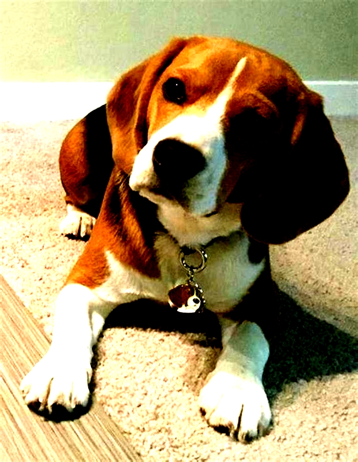 Why does my Beagle just stare at me?