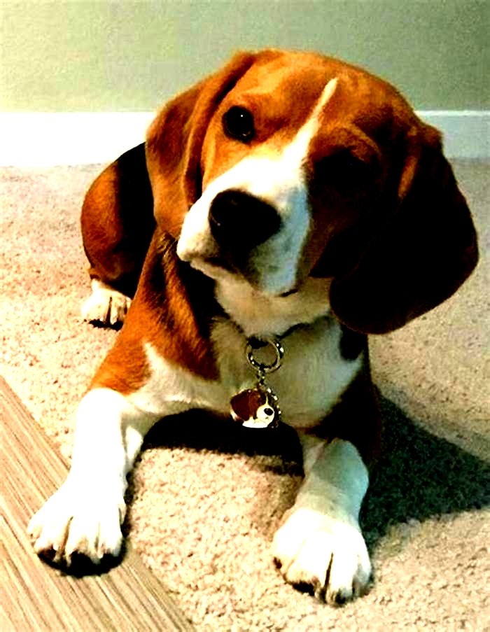 Why does my Beagle sit and stare at me?