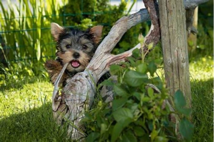 Why does my Yorkie cry when I leave?