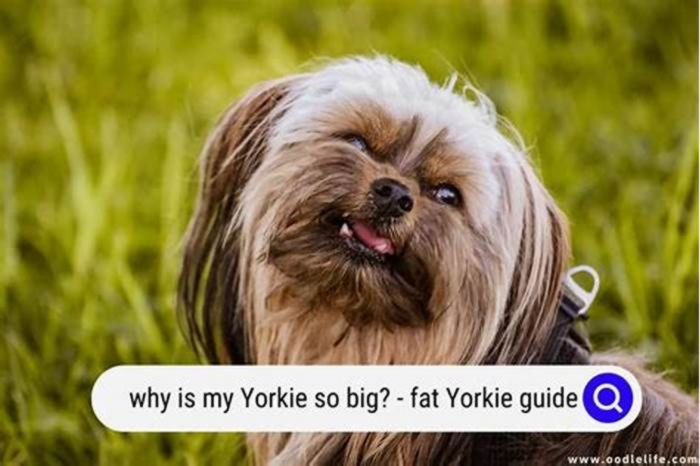 Why does my Yorkie have a big belly