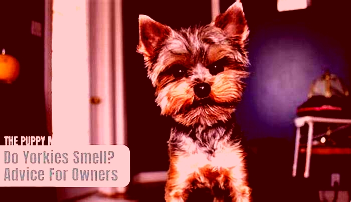 Why does my Yorkie smell sour?