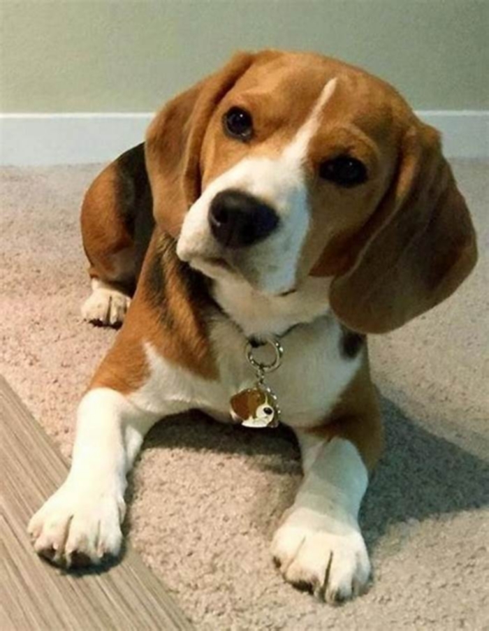 Why does my beagle stare at the wall?