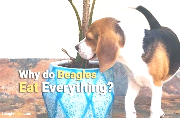 Why does my beagle want to eat so much