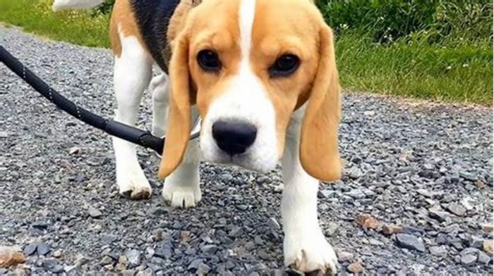 Why is it hard to walk a Beagle