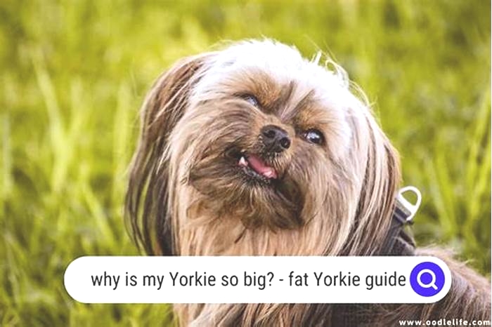 Why is my Yorkie so big