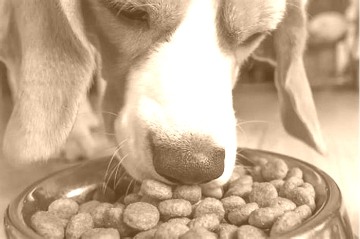 Why is my beagle so obsessed with food?