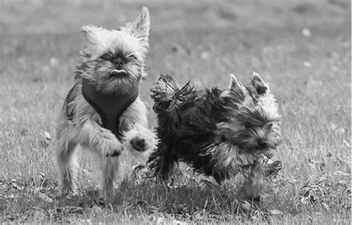 Yorkie Obesity Exploring the Benefits of Canine Chiropractic Care