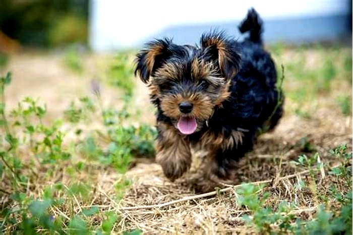 Yorkie Obesity: How to Address Negative Body Image in Pets