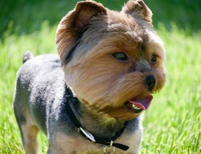 Yorkie Obesity: How to Incorporate Weight Management Toys