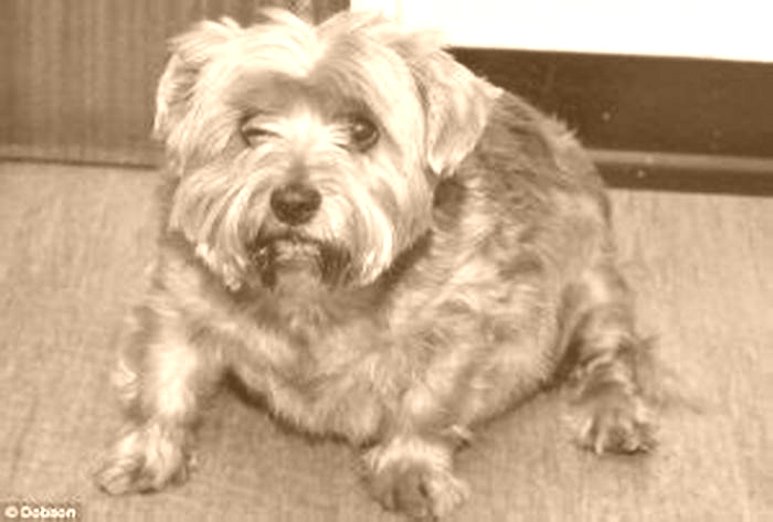 Yorkie Obesity: Incorporating Weight Management Treats