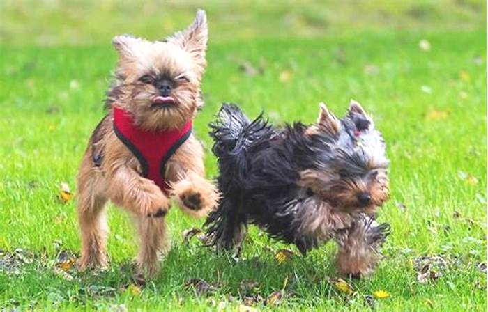 Yorkie Obesity: Navigating Weight-Related Dental Issues