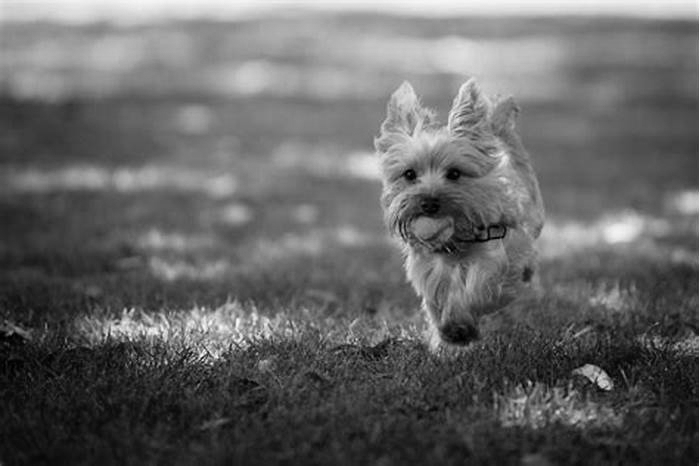 Yorkie Obesity: Navigating Weight-Related Hormonal Imbalances