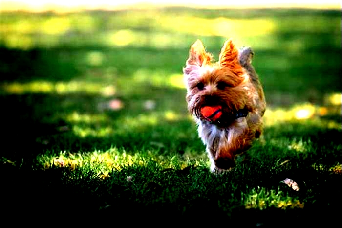 Yorkie Obesity: Navigating Weight-Related Joint Issues