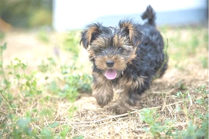 Yorkie Obesity The Impact of Chronic Illnesses on Weight Management