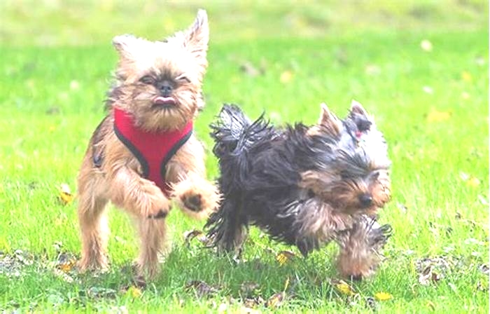 Yorkie Weight Loss Addressing Overeating Through Environmental Changes