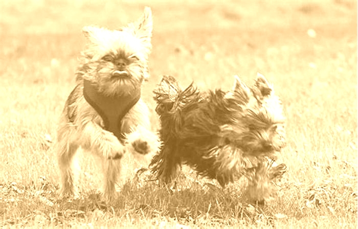 Yorkie Weight Loss Exploring the Benefits of Canine Treadmills