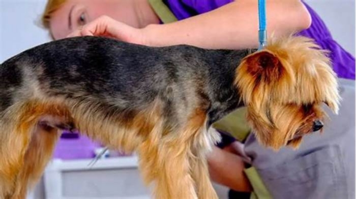 Yorkie Weight Loss: Navigating Weight-Related Skin Issues