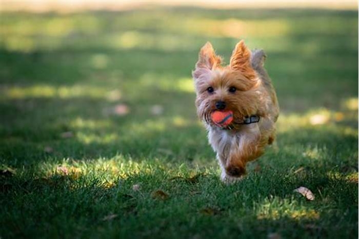 Yorkie Weight Loss: The Importance of Building Muscle Mass