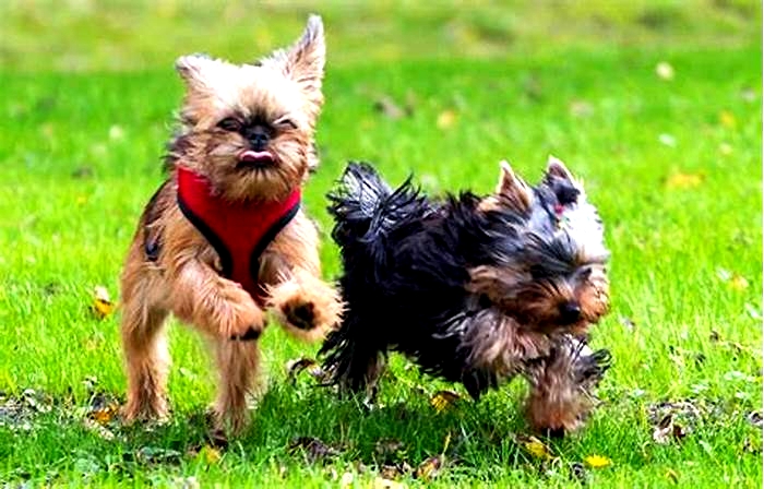 Yorkie Weight Loss The Link Between Weight and Reproductive Health