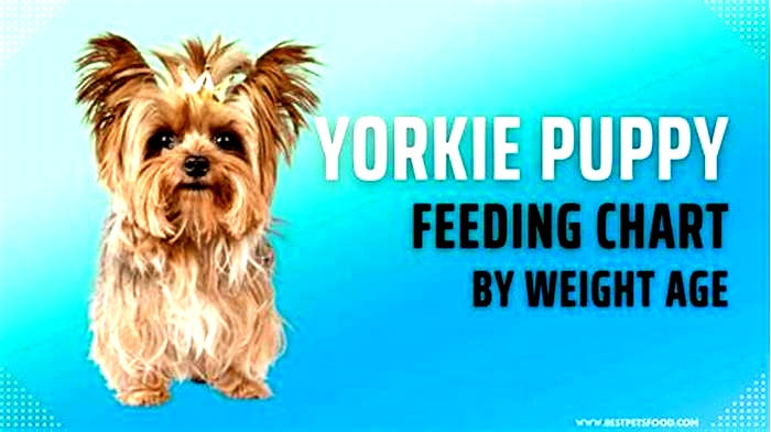 Yorkie Weight Loss The Role of Breed Specific Nutrition Plans