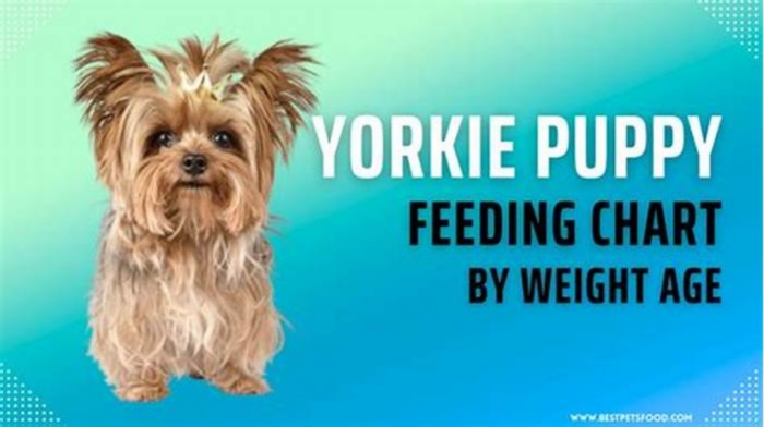 Yorkie Weight Loss Understanding the Benefits of Meal Timing