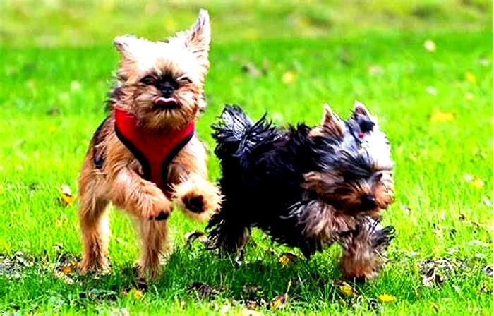 Yorkie Weight Loss: Understanding the Link Between Diet and Behavior