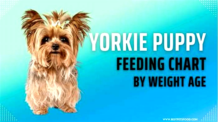 Yorkie Weight Loss: Understanding the Role of Age in Metabolism