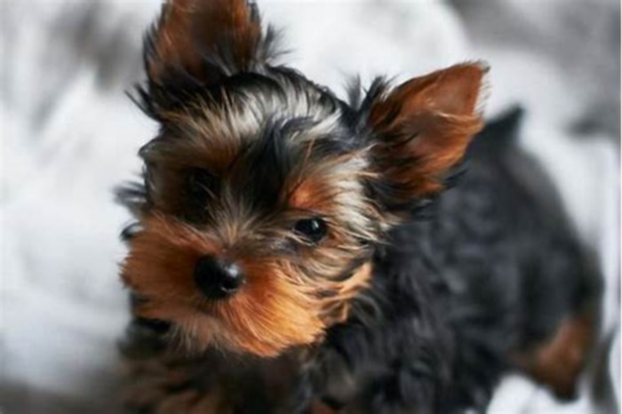 Yorkie Weight Loss: Understanding the Role of Genetics